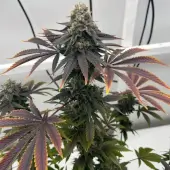 Offshore OG