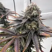 Offshore OG