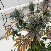 Offshore OG