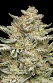 OG Triploid Auto