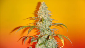 Old Time Bubba Kush by Mosca Seeds