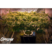 Opium