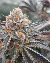 Orange an Berriez
