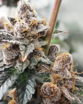 Orange an Berriez