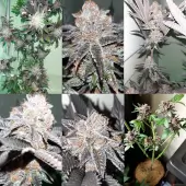 Orange an Berriez