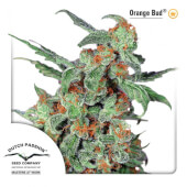 Orange Bud  10 semillas