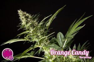 Orange Candy / Naranchup - Philosopher Seeds