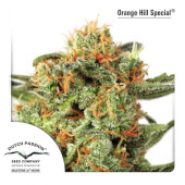 Orange Hill Special - Regular