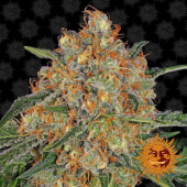 Orange Sherbert