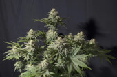 Orange Sherbet FF