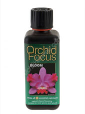 Orchid Focus Bloom 