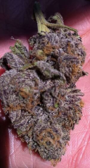 Original Grand Daddy Purple