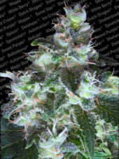 Original White Widow 5 semillas