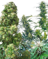 Outdoor MIX Sensi Seeds 25 seeds