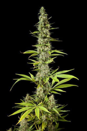 Outdoor Mix