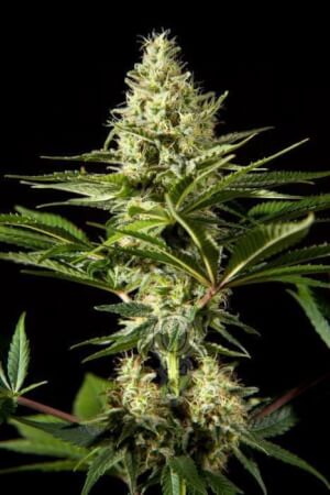 Outdoor Mix