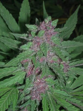 Pakistan Chitral Kush Reg