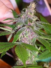 Pakistan Chitral Kush Reg - Ace Seeds