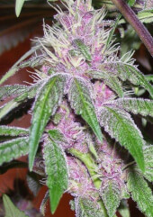 Pakistan Chitral Kush Reg - Ace Seeds