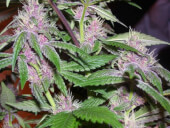 Pakistan Chitral Kush Reg - Ace Seeds