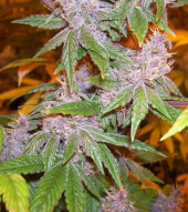 Pakistan Chitral Kush Reg - Ace Seeds