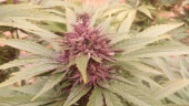 Pakistan Chitral Kush Reg - Ace Seeds