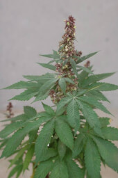 Pakistan Chitral Kush Reg