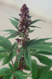 Pakistan Chitral Kush Reg