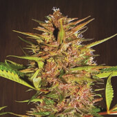 Pakistan Chitral Kush Reg - Ace Seeds