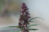 Pakistan Chitral Kush Reg - Ace Seeds