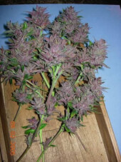 Pakistan Chitral Kush Reg - Ace Seeds