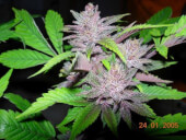 Pakistan Chitral Kush Reg - Ace Seeds