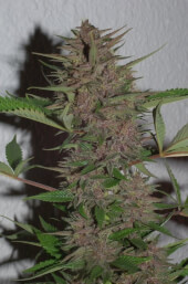 Pakistan Chitral Kush Reg - Ace Seeds