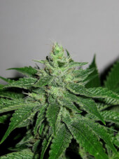 Pakistan Chitral Kush Reg - Ace Seeds