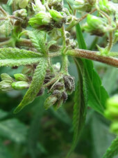 Pakistan Chitral Kush Reg - Ace Seeds