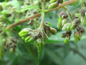 Pakistan Chitral Kush - Regular