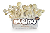 Albino XP mushroom growing kit - Freshmushrooms