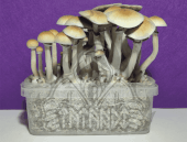 Blue Meanie mushroom growing kit - Tatandi
