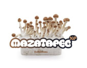 Mazatapec XP mushroom growing kit - Freshmushrooms