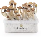 McKennaii XP mushroom growing kit - Freshmushrooms