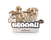 Pan de cultivo de setas McKennaii XP - Freshmushrooms