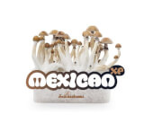 Mexican XP mushroom growing kit - Freshmushrooms