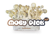 Moby Dick XP mushroom growing kit - Freshmushrooms