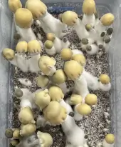 Bluey Vuitton Magic Mushroom Grow Kit