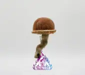 Chocolate Magic Mushroom Grow Kit