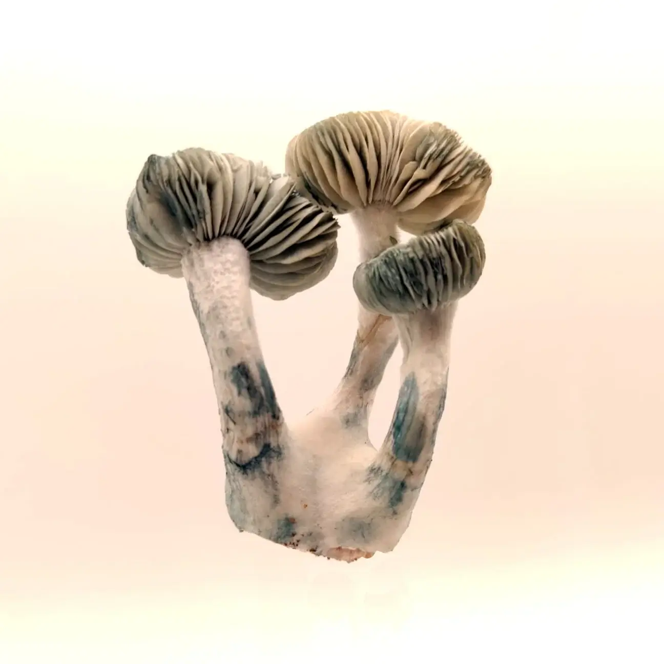 Kit de champignons magiques Jack Frost - Tatandi