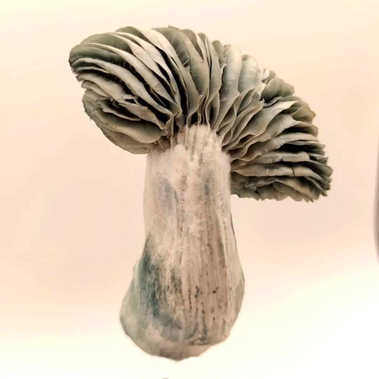 Pain de champignons magiques Jack Frost - Tatandi