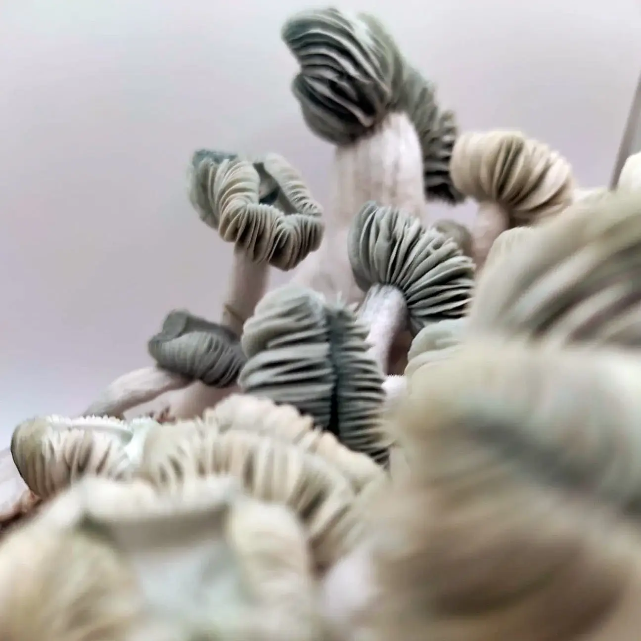 Kit de champignons magiques Jack Frost - Tatandi