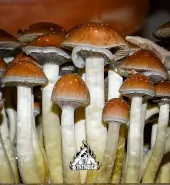 Kit de champignons magiques Mexicains - Tatandi