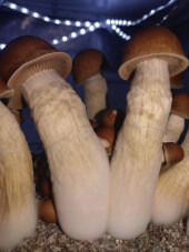Penis Envy magic mushroom Growkit - Tatandi